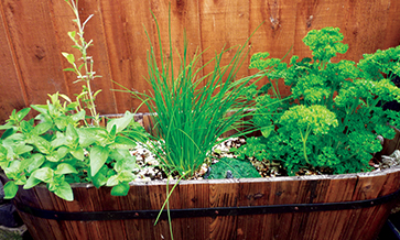 What does ‘going green’ mean for a bar?