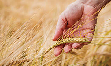 ‘Malternatives’ to low-cost beer production