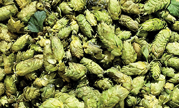 Keeping hops fresh is not magic!