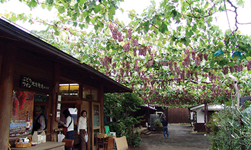 Japanese wine has several delicate varieties